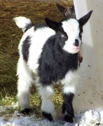 Goat Glossary Of Terms Goats