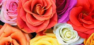 للتأكيد فرن اعمال جميع الورود creation web anglet com