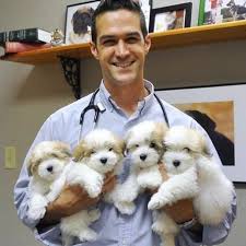 Black And White Coton De Tulear Puppies For Sale Coton De Tulear Puppies Teddy Bear Puppies Havanese Puppies Coton De Tulear Dogs