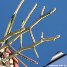 Image result for Euphorbia eylesii