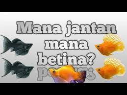 Cara Membedakan Jantan Dan Betina Pada Ikan Molly Platy Dan Guppy Youtube