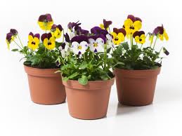 The plant is sometimes used as a laxative for infants and. Can Pansies Grow In Pots Learn About Pansy Care In Containers