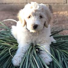 We feed the highest quality organic nutrition for health and well being. Olive S Double Doodle Puppies Mesa Az Home Facebook