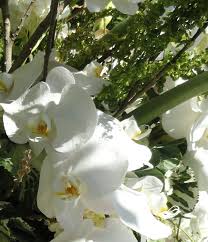 Cupertino Death Notices: Jan. 4-7, 2013