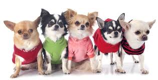 250 Best Chihuahua Names For Your Tiny And Adorable Chi