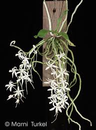 Image result for Mystacidium