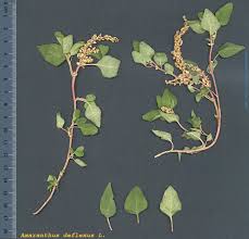 Image result for Amaranthus deflexus