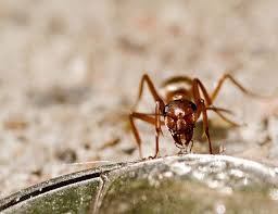 What Kind Of Ants Are In My House