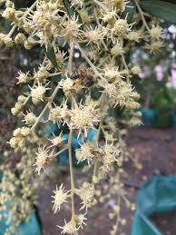 Image result for Tarchonanthus camphoratus