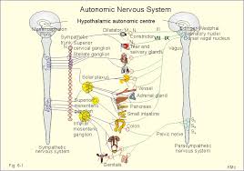 Autonomic Pharmacology Introduction