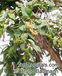 Image result for Cordia sp.A.