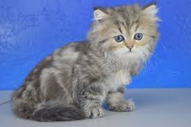 Opal Silver Golden Tabby Female Ragamuffin Kitten Munchkin Kitten Ragamuffin Kittens Tabby Cat