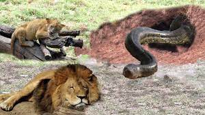 Fellow employees found the snake trying to swallow the victim's head. Download Snake Vs Tiger Figh Mp4 Mp3 3gp Naijagreenmovies Fzmovies Netnaija