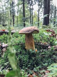 Manchmal lohnt sich ein blick unter die moosdecke, wenn ein verdächtig nach steinpilz aussehendes hütchen hervorschaut. Pilze Diese Arten Wachsen Dieses Jahr Im Norden B