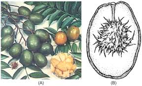 Image result for Spondias mombin