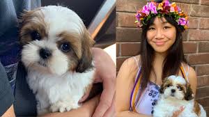 Check spelling or type a new query. I Got A Puppy 8 Week Old Shihtzu Youtube