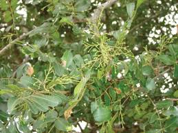 Image result for Schinopsis