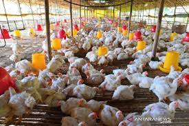 Berdiri sejak tahun 2003, pt ppi berkembang menjadi. Pt Ppi Terus Jalankan Penyerapan Ayam Hidup Dari Peternak Mandiri Pt Perusahaan Perdagangan Indonesia Persero