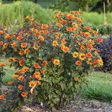 Image result for Heliopsis