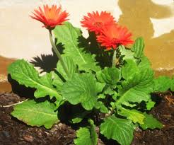 Image result for Gerbera viridifolia