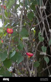 Image result for Stictocardia