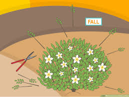 Hibiscus need to be planted in areas that receive full sun. How To Care For A Hibiscus Plant 14 Steps With Pictures