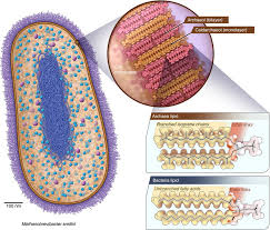 We did not find results for: Methanobrevibacter Smithii Cell Wall And Cell Membrane Determine Download Scientific Diagram