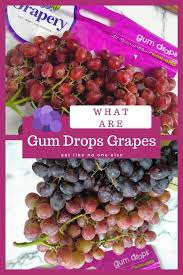 More sketches take a peek at some of the sketches created by our users, are you a sketchite? Gum Drops Grapes Eat Like No One Else