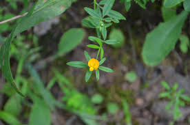 Image result for Stylosanthes guianensis