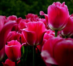 Wholesale flowers, serving sacramento and surrounding areas. 7 Great Flower Shops In Sacramento Arden Arcade And Roseville Ca Gardening Channel