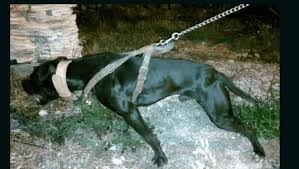 We did not find results for: Pedigree Database Kentucky S Luther