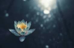 Image result