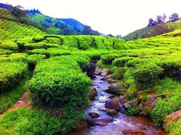 Boleh menikmati keindahan pemandangan yang cantik dan merasa teh & kek yang ada disini. Ladang Teh Sungai Palas 2019 Rugi Tak Singgah Walau Sekali