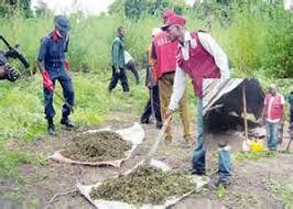 The agency is a paramilitary agency; Ndlea Destroys 16 Hectares Of Cannabis Farm In Osun Celebrities Nigeria