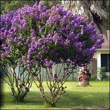 Check spelling or type a new query. Purple Crape Myrtles Available As Miniatures Dwarves Medium Height Or Standard Trees