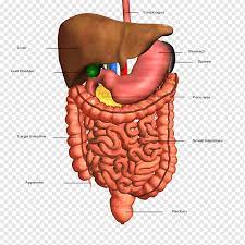 Liver is the major organ inside the human body which is very supportive for digesting food, eliminating poisons, and stocking energy. Gastrointestinal Tract Human Digestive System Organ Digestion Human Body Liver Heart Anatomy Abdomen Png Pngwing