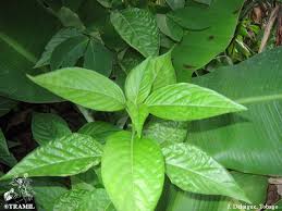 Image result for Justicia incana