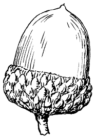 Home » acorn coloring pages » acorn coloring pages and squirrel acorn coloring pages and squirrel free acorn coloring pages and squirrel printable for kids and adults. 38 Best Ideas For Coloring Acorn Coloring Pages For Kids