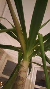 Cut the older leaves off in the spring to promote the growth of newer shoots. Houseplants Forum Death Of A Yucca A Cry For Help Garden Org