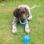 The title of pointer can be referring to a few different dog breeds such as the english pointer, the german shorthaired pointer, and the wirehaired pointer; What S The Difference Between A German Shorthaired Pointer And An English Pointer