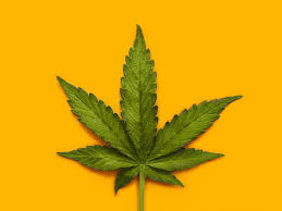 Check out inspiring examples of smoking_weed artwork on deviantart, and get inspired by our community of talented artists. How To Stop Smoking Weed Cold Turkey Gradually With Help
