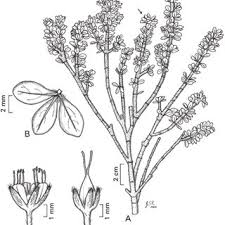 Image result for Octolepis decalepis