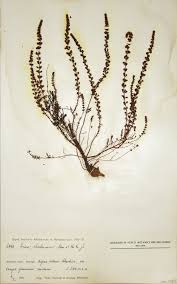 Image result for Erica woodii