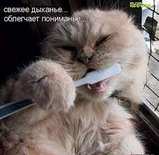 Картинки животных с надписями » Приколы. Фото приколы. Видео приколы.  Приколы и смешные анекдоты - Hoohma.com