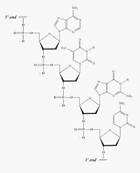 Src Nucleic Acid01 Dna Single Strand Chemical Structure Hd Png Download Transparent Png Image Pngitem Each nucleotide contains a phosphate group, a.