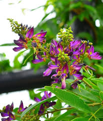 Image result for Millettia oblata