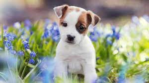 Maybe you would like to learn more about one of these? This Is The Reason You Find Your Pet Puppy Cute Dogs Cuteness Peak At 8 Weeks Hindustan Times