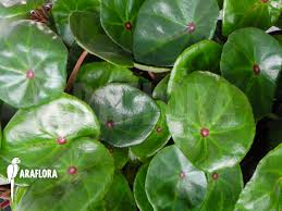 Image result for Begonia pulcherrima