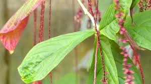 Image result for Petiveriaceae