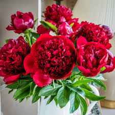And you can choose from 50 red flower coupon and deals on hotdeals. Peonies Deep Red Beautiful Red Charm Peonies By Flourish